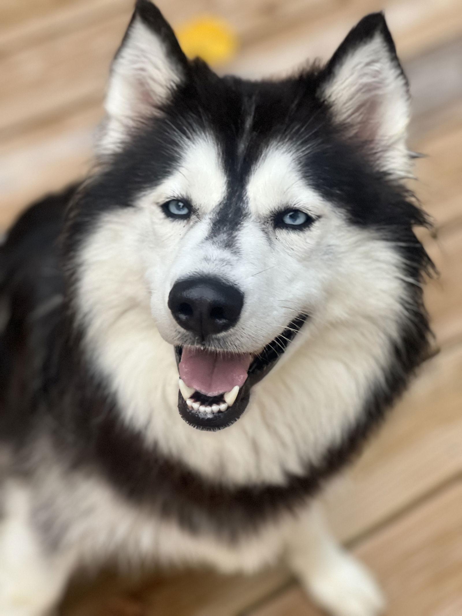 Enlarge Lola, a Adoptable Husky in Cary, NC image 2/3