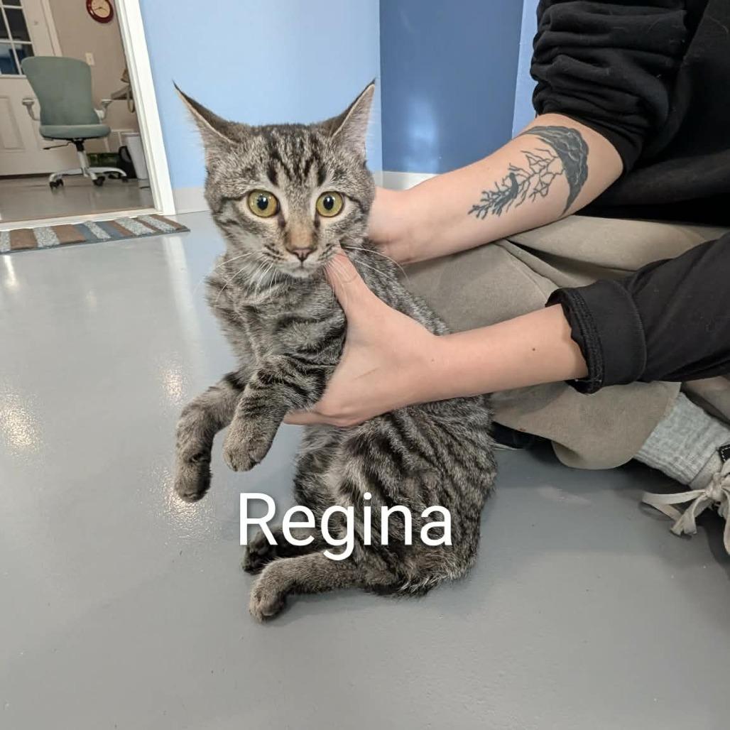 Enlarge Regina, a Adoptable Domestic Short Hair in CHANUTE, KS image 1/1