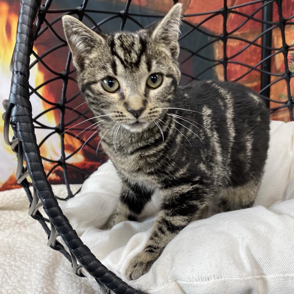 Winter, Adoptable, Kitten Female Domestic Short Hair.