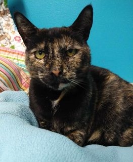 Demi , Adoptable, Adult Female Tortoiseshell.
