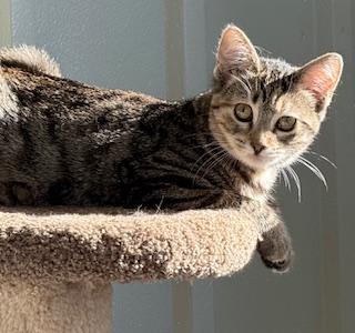 Rizzo (beautiful little tabico kitten)