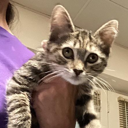 Rizzo (beautiful little tabico kitten)