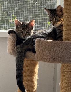 Rizzo (beautiful little tabico kitten)