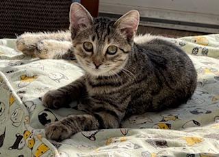 Rizzo (beautiful little tabico kitten)