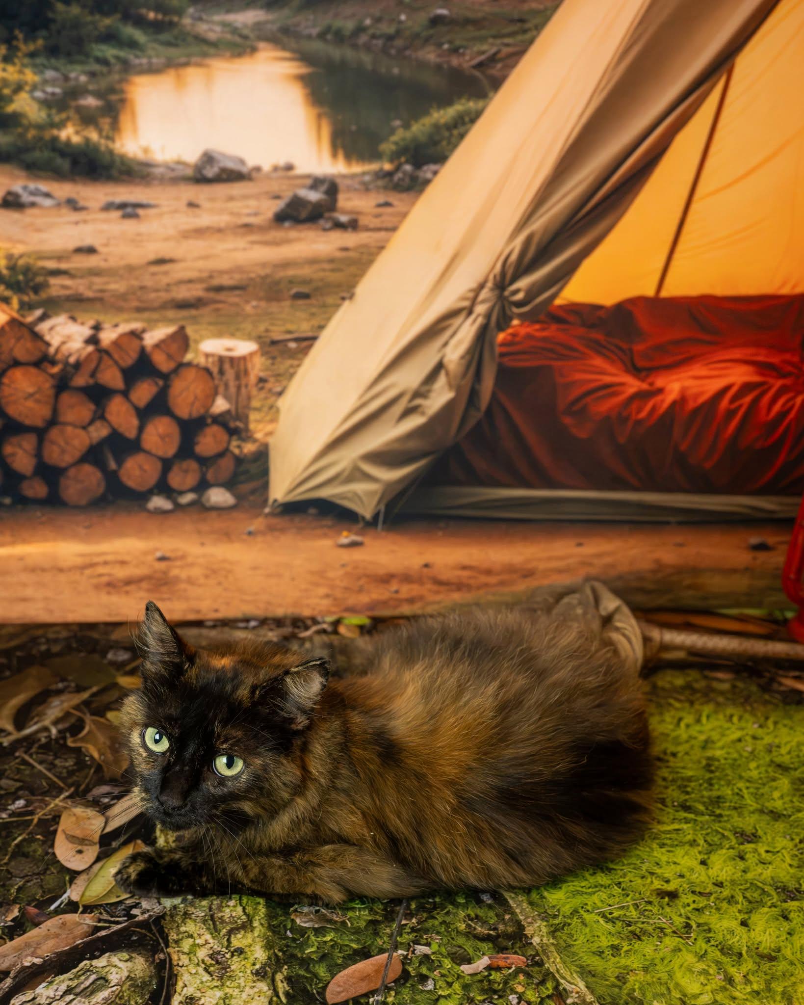 Twixie, an adopted Domestic Short Hair in Lapeer, MI image 2/3