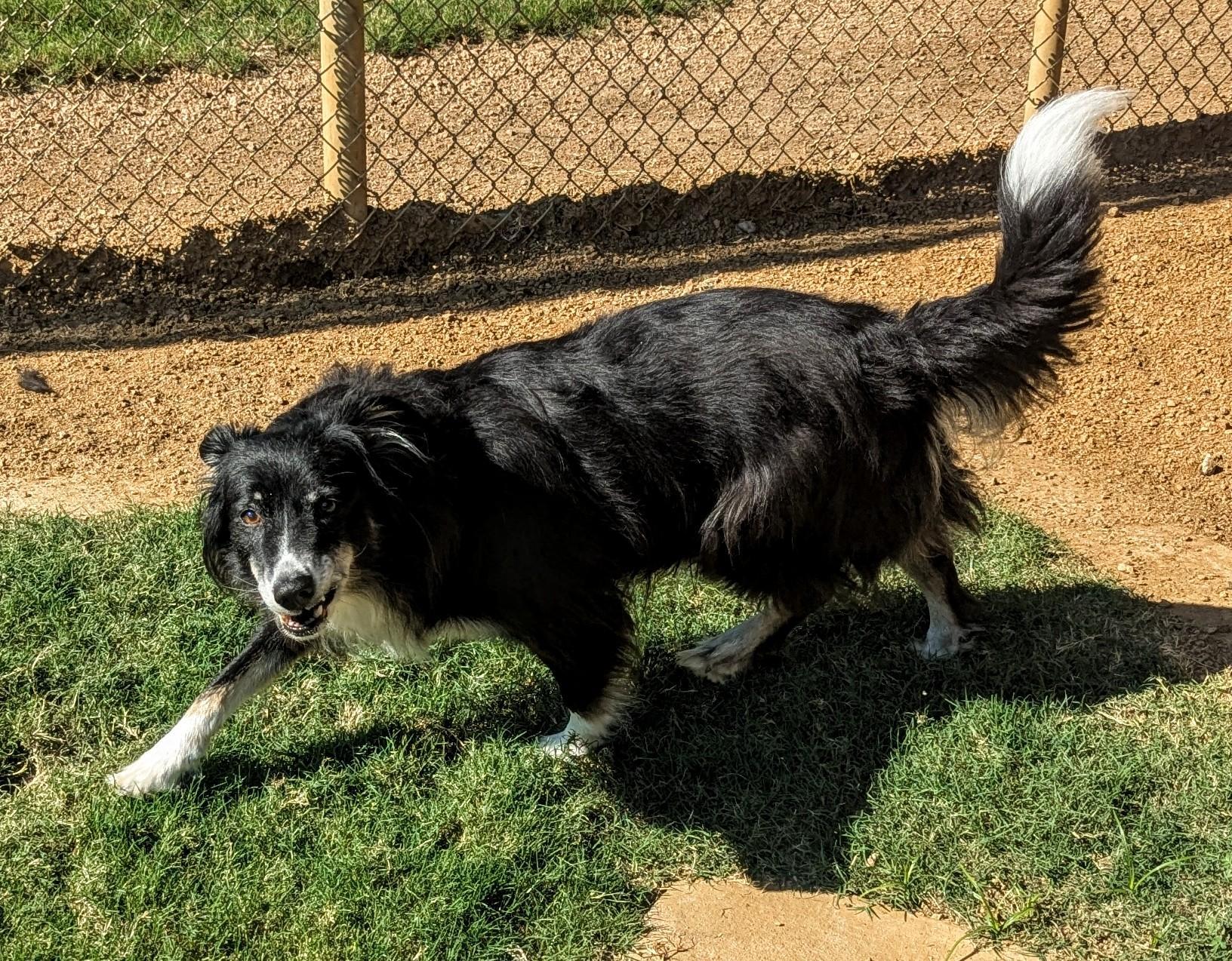Bailey* A212470
