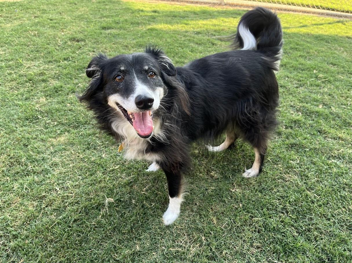 Bailey* A212470