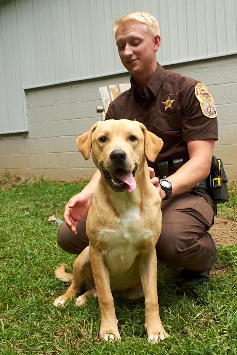 Yogi, Young Male Yellow Labrador Retriever
