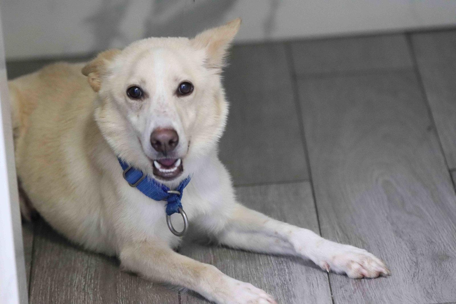 Enlarge Laika, a Adoptable Siberian Husky in Walnut Creek, CA image 1/3