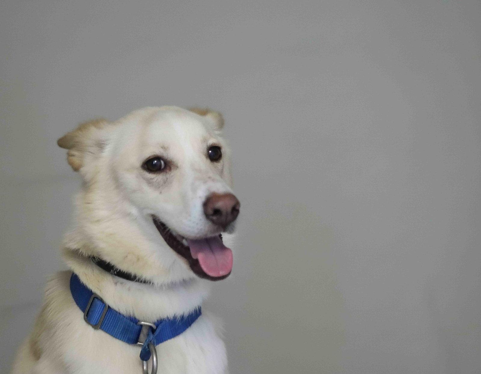 Enlarge Laika, a Adoptable Siberian Husky in Walnut Creek, CA image 2/3