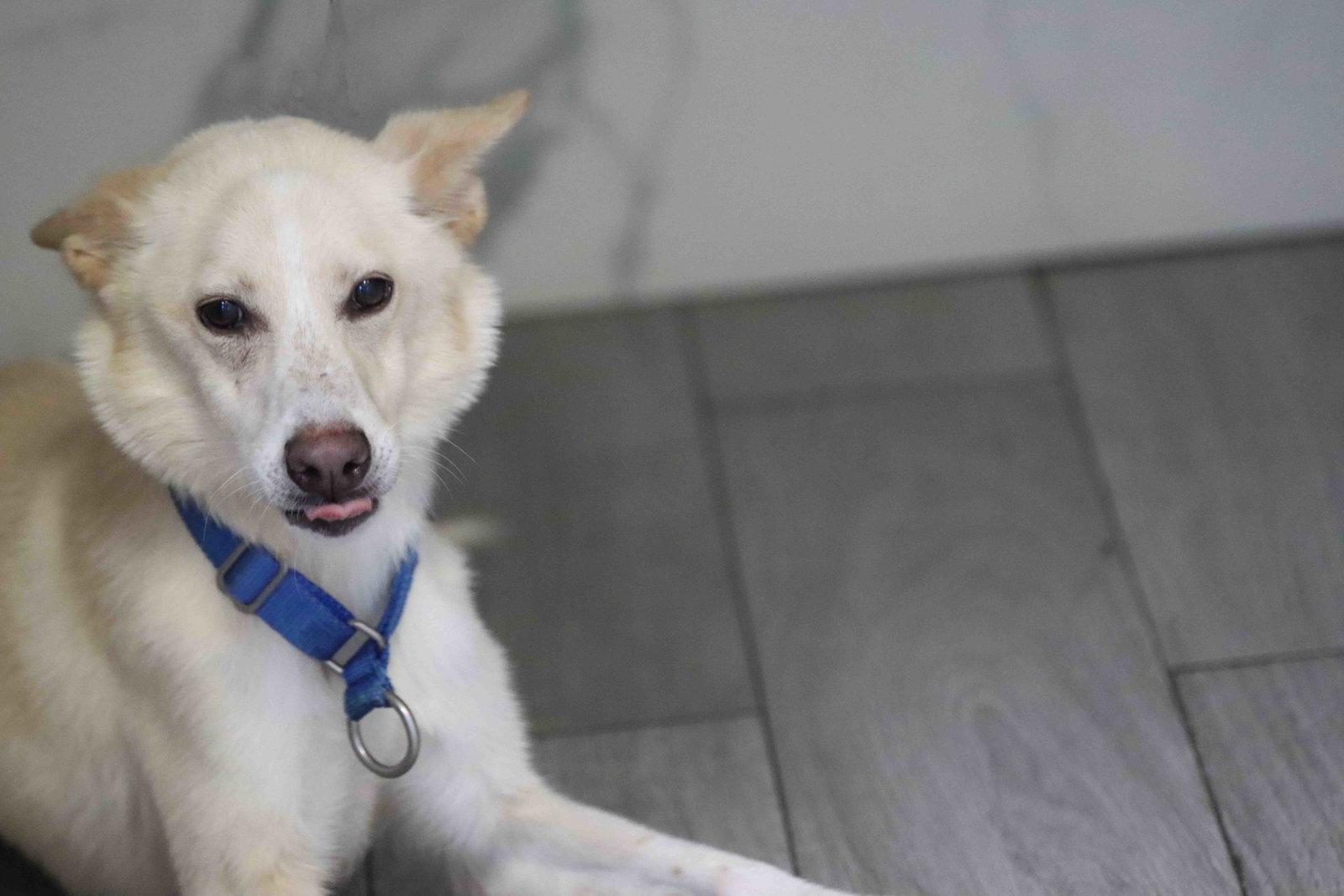 Enlarge Laika, a Adoptable Siberian Husky in Walnut Creek, CA image 3/3