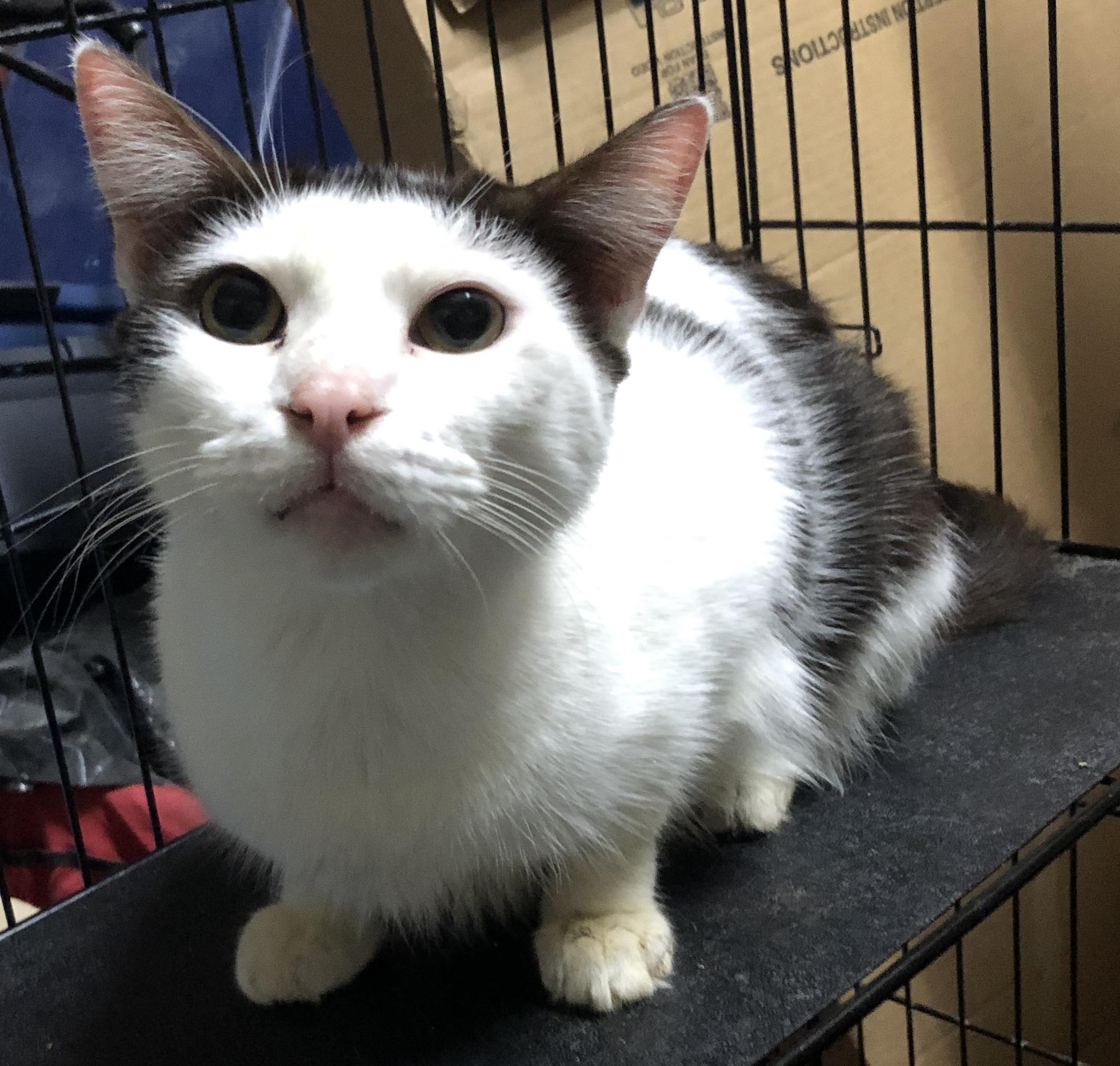 Enlarge Trooper, a Adoptable Domestic Short Hair in Miami, FL image 1/3