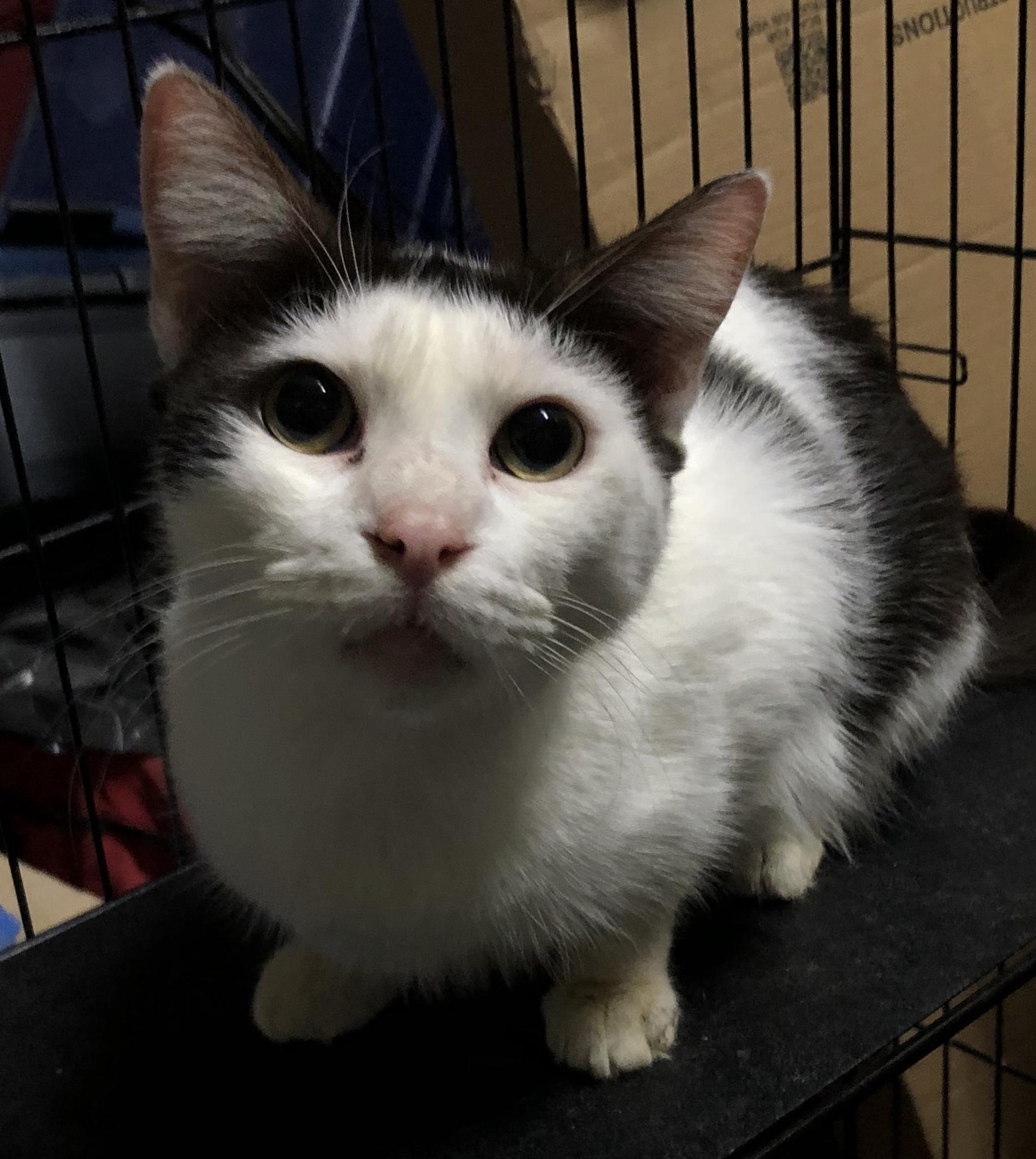 Enlarge Trooper, a Adoptable Domestic Short Hair in Miami, FL image 2/3