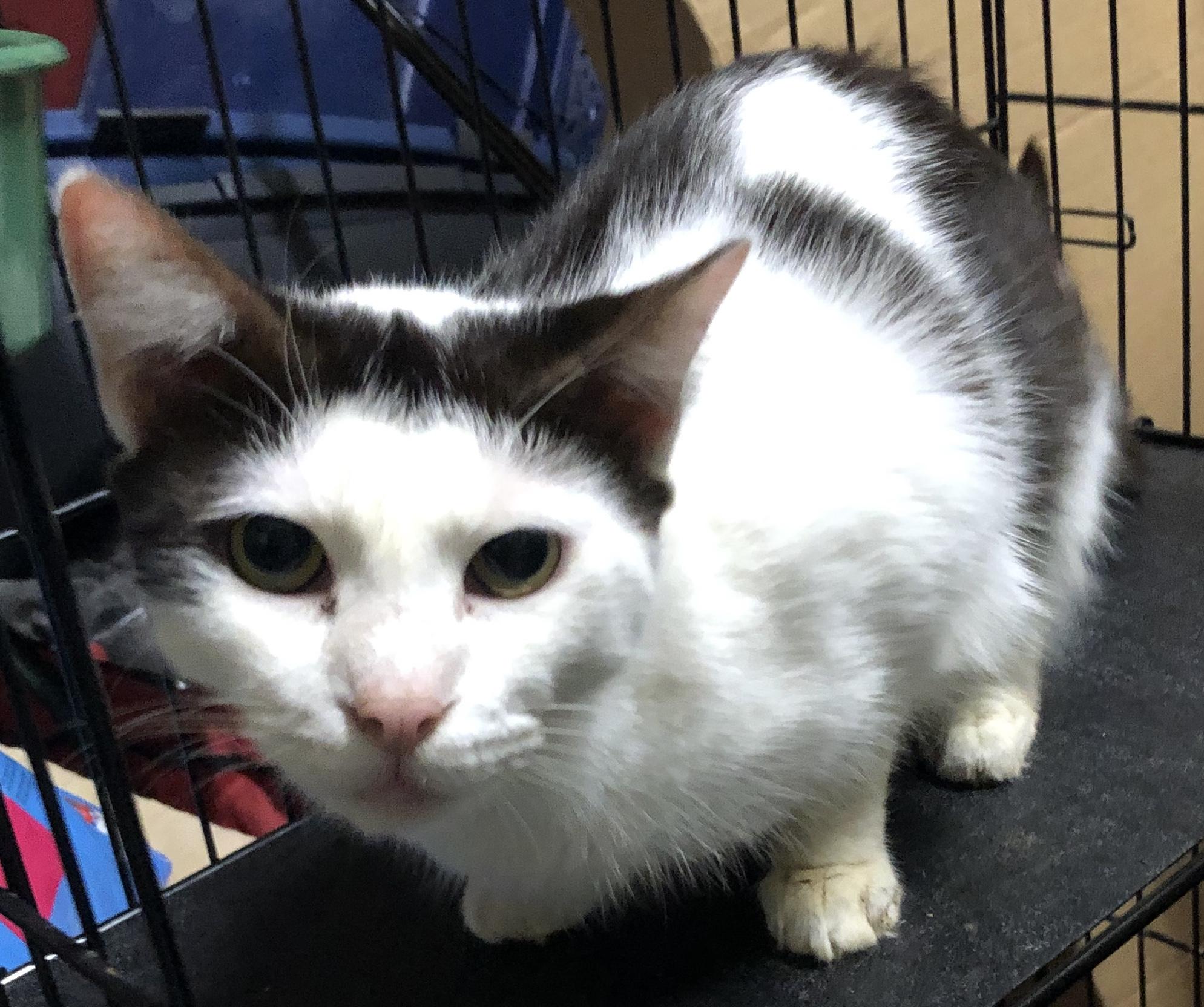 Enlarge Trooper, a Adoptable Domestic Short Hair in Miami, FL image 3/3