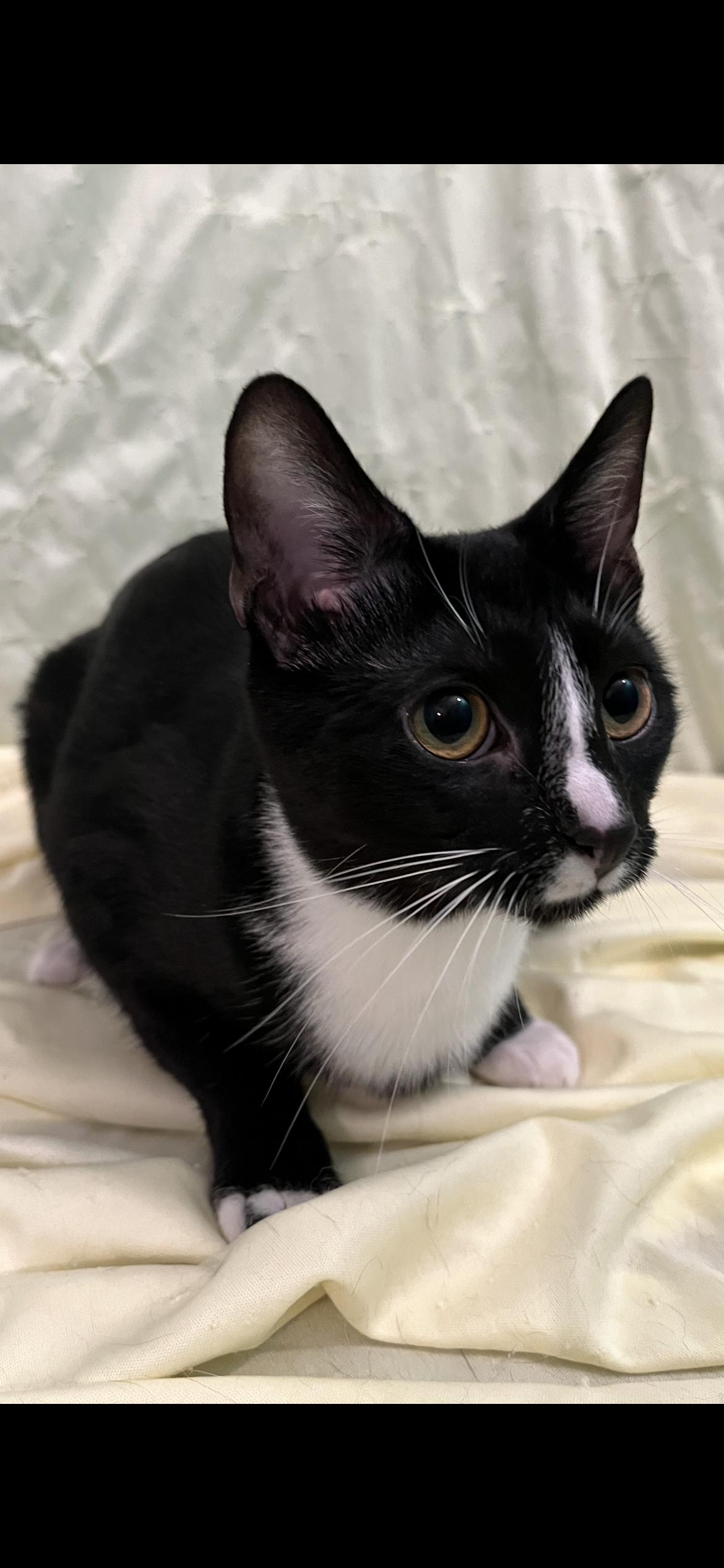 Enlarge Ellsbeth, a Adoptable Domestic Short Hair in Connelly Springs, NC image 5/6