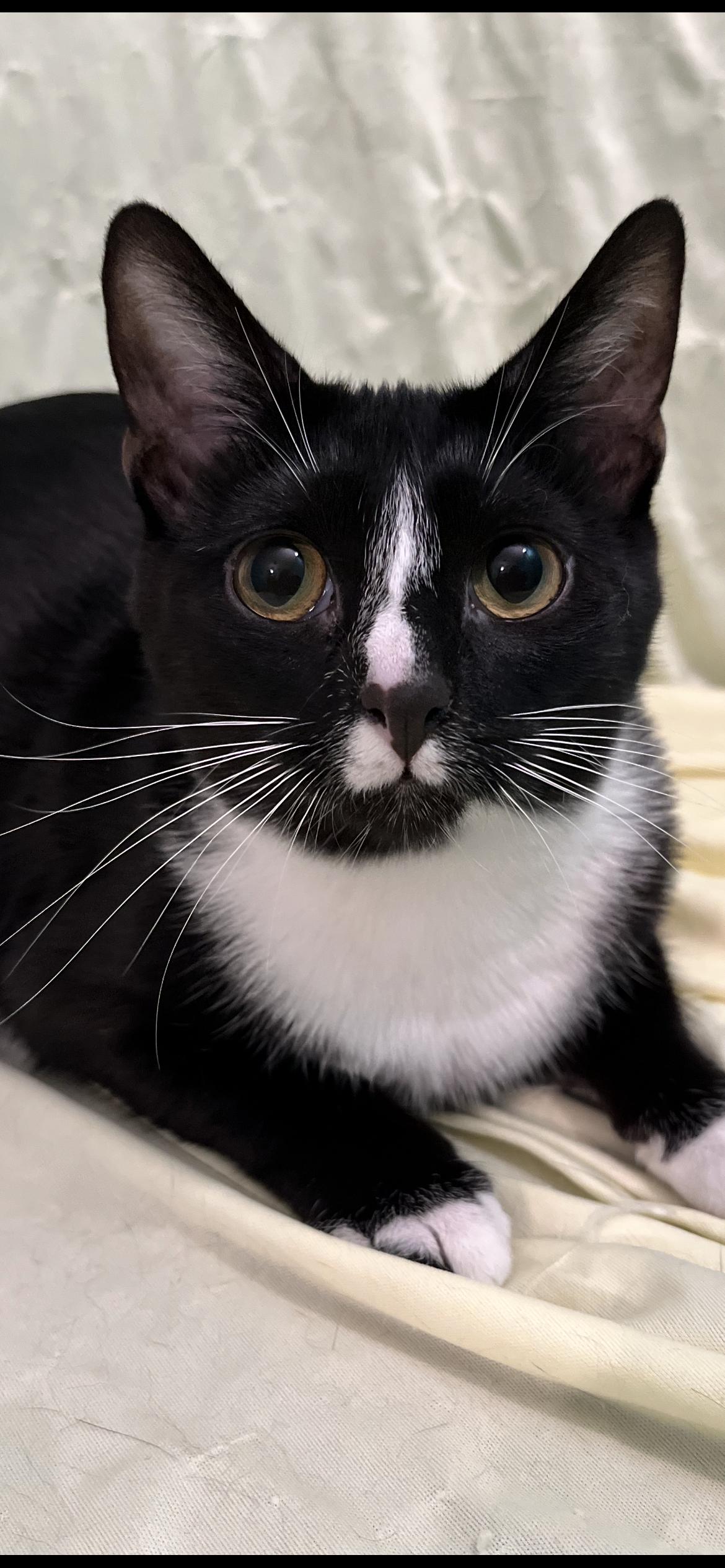 Ellsbeth, Adoptable, Young Female Domestic Short Hair.
