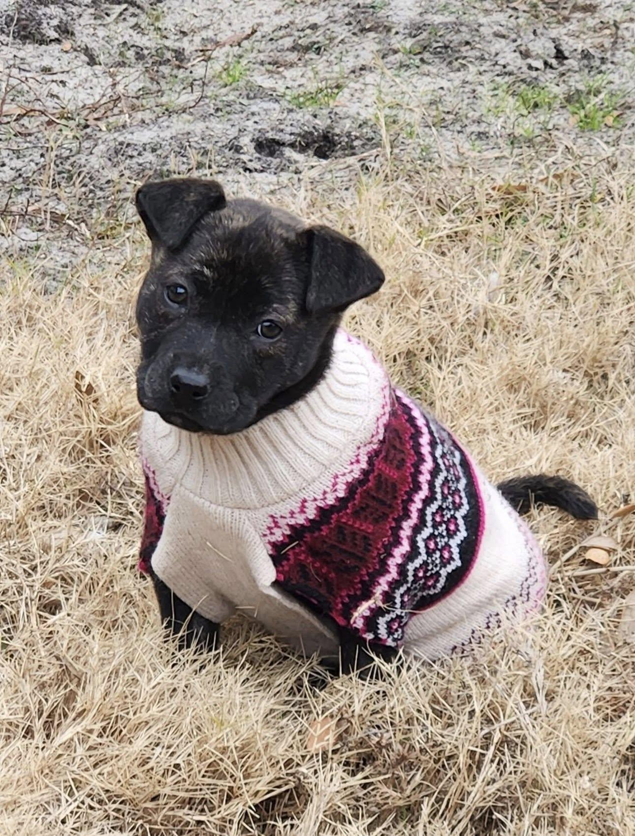 Enlarge Evie, an adopted mixed breed in Wilmington, NC image 2/2
