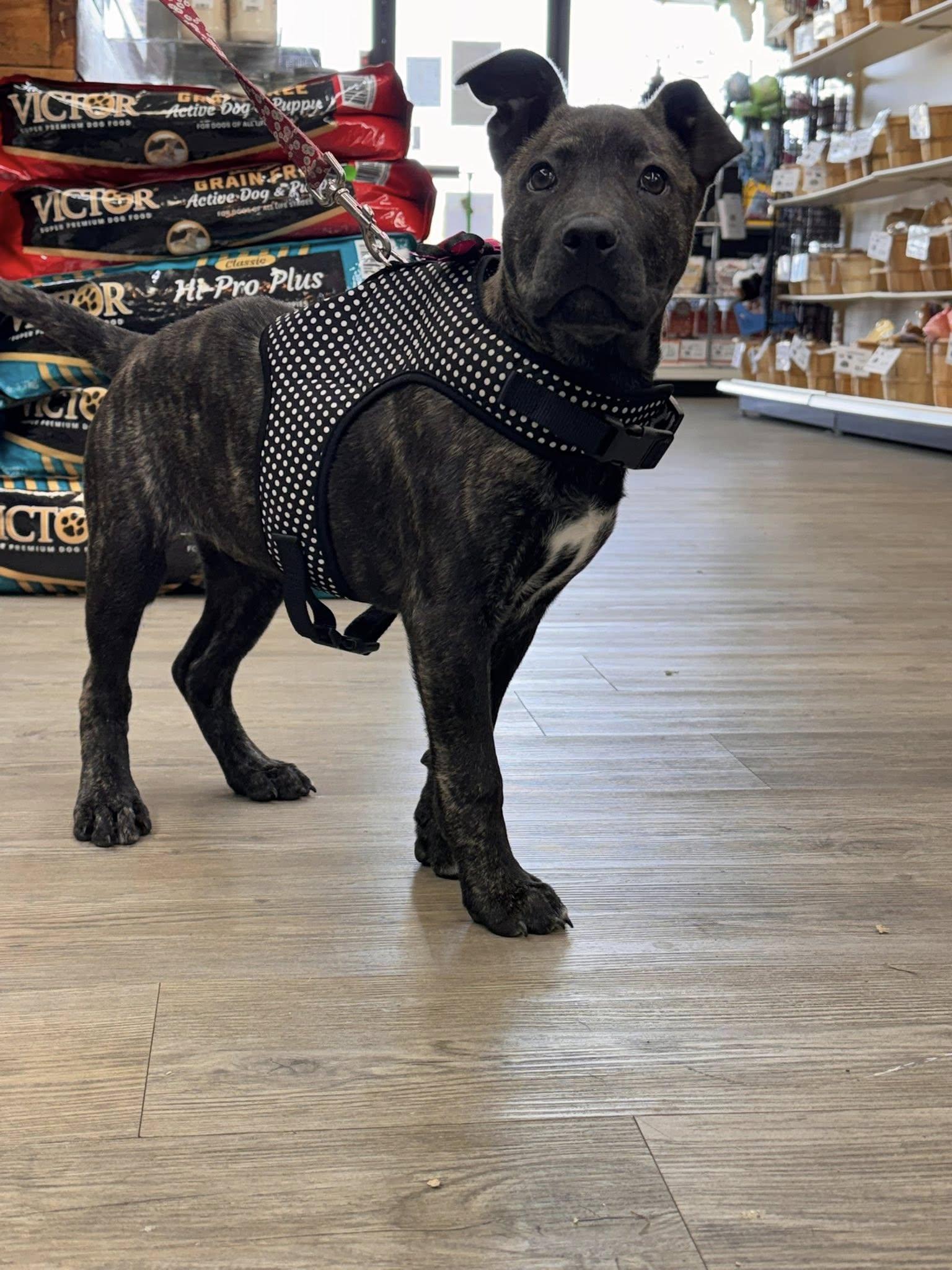 Evie, adopted, Puppy Female Belgian Shepherd / Malinois & Dutch Shepherd.