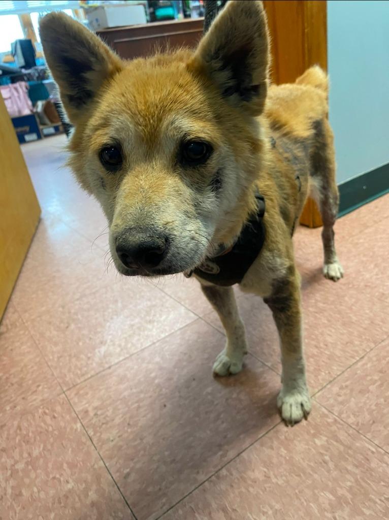 Enlarge Simba, a Adoptable mixed breed in Wabash, IN image 1/2