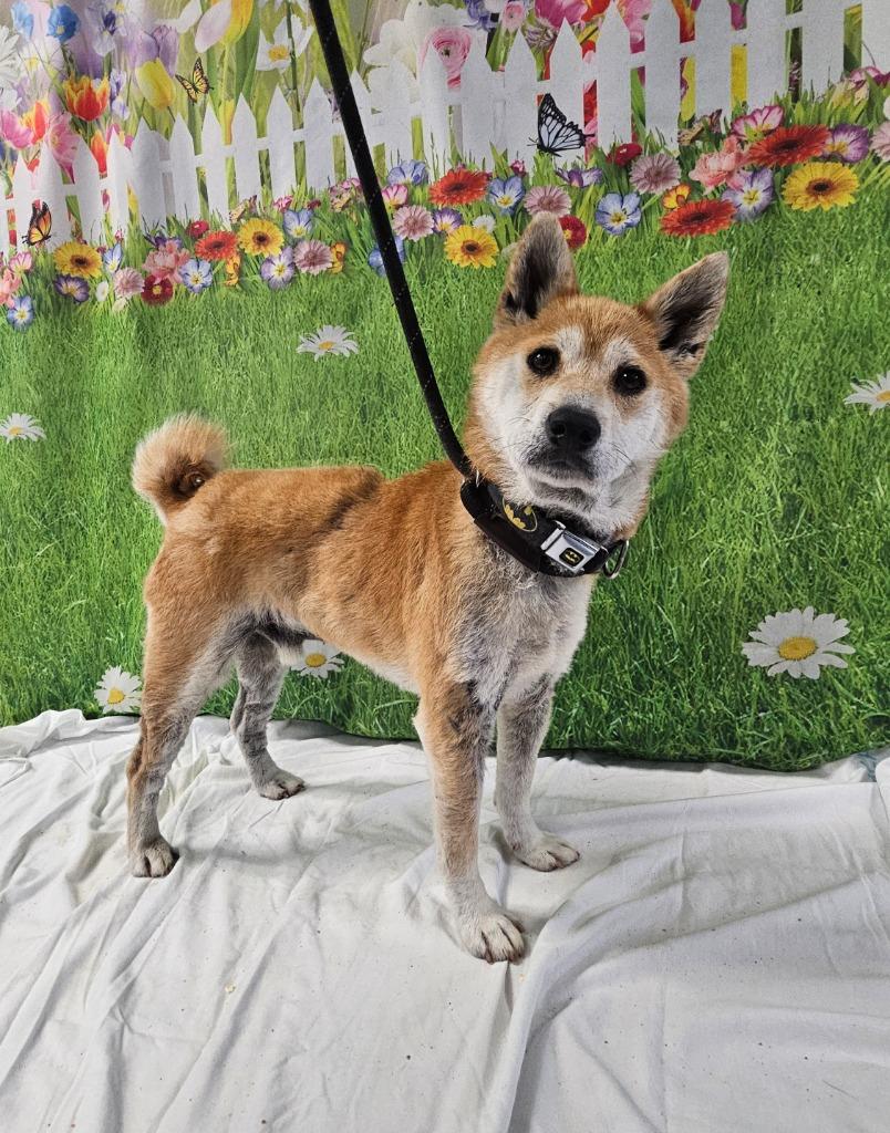 Enlarge Simba, a Adoptable mixed breed in Wabash, IN image 2/2