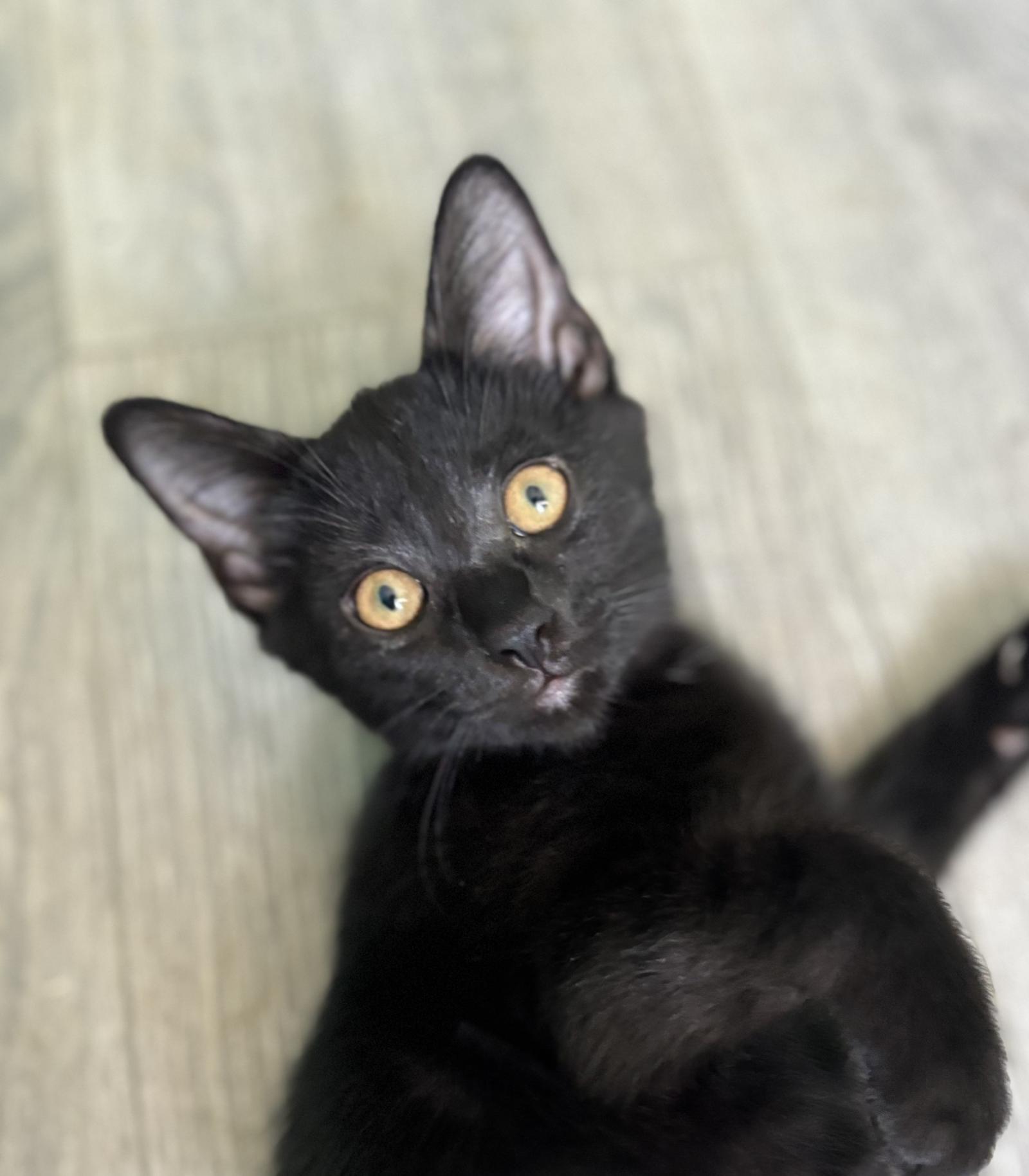 Enlarge Raven, a Adoptable mixed breed in Georgetown, KY image 1/1