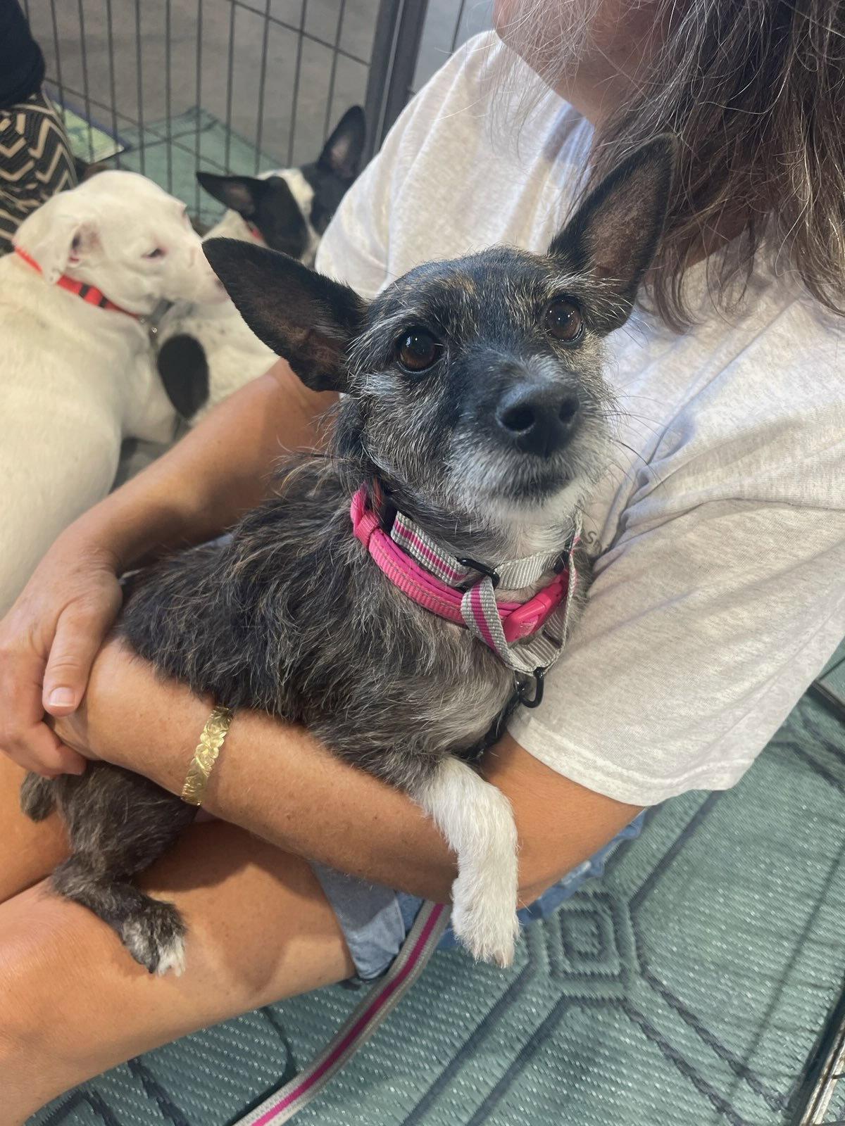 Lexie ***Courtesy Post***, Adoptable, Adult Female Jack Russell Terrier.