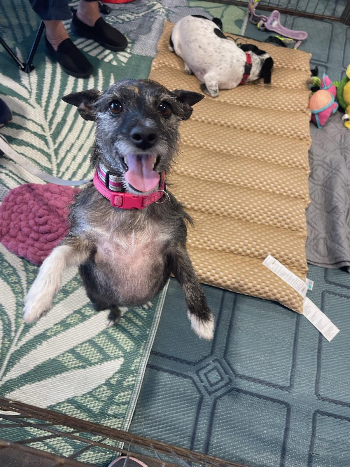 Enlarge Lexie ***Courtesy Post***, a Adoptable Jack Russell Terrier in Glendale, AZ image 2/3