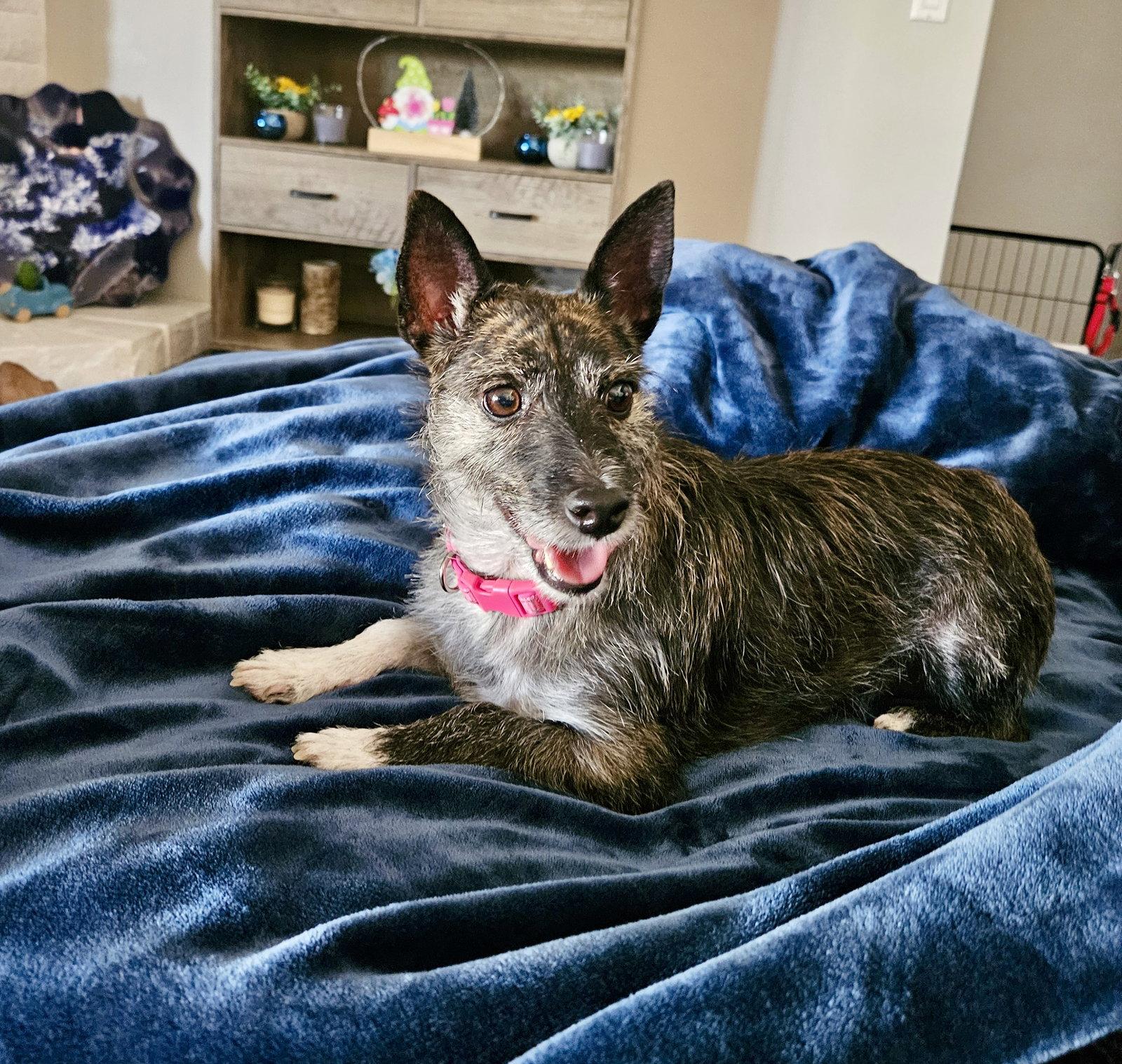 Enlarge Lexie ***Courtesy Post***, a Adoptable Jack Russell Terrier in Glendale, AZ image 3/3