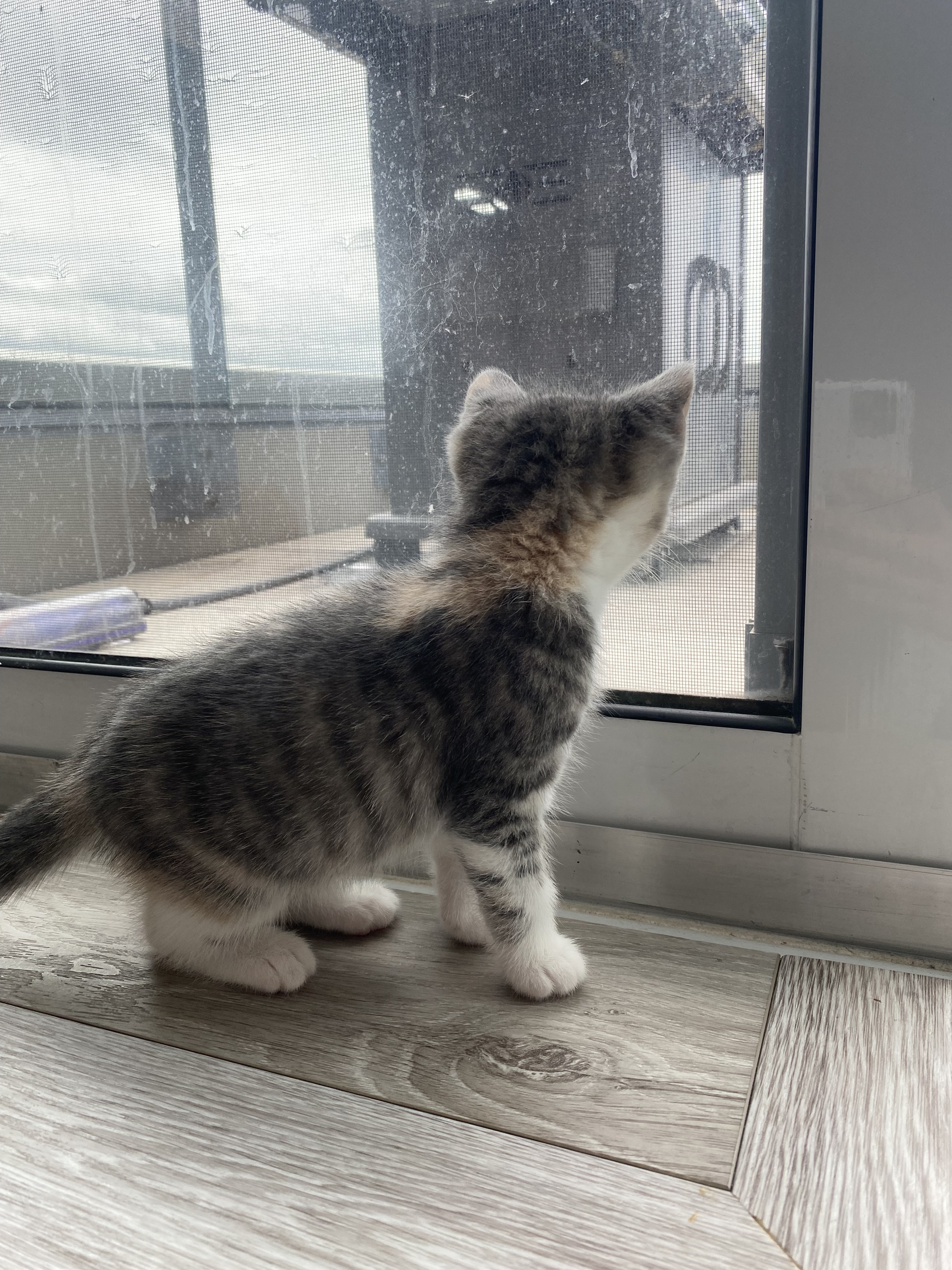 Eloise, a Adopted Domestic Short Hair in North York, ON image 1/6