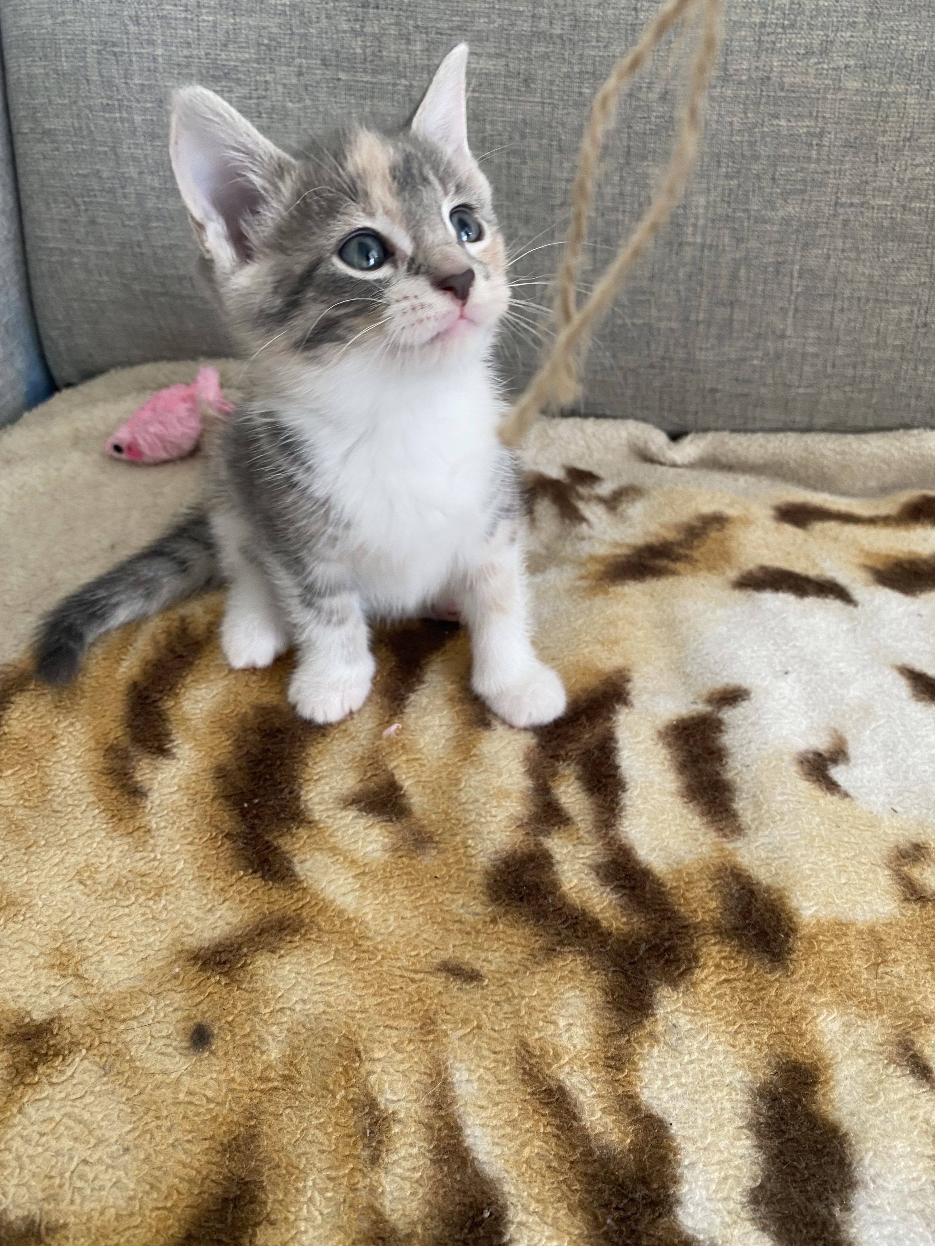 Eloise, a Adopted Domestic Short Hair in North York, ON image 2/6