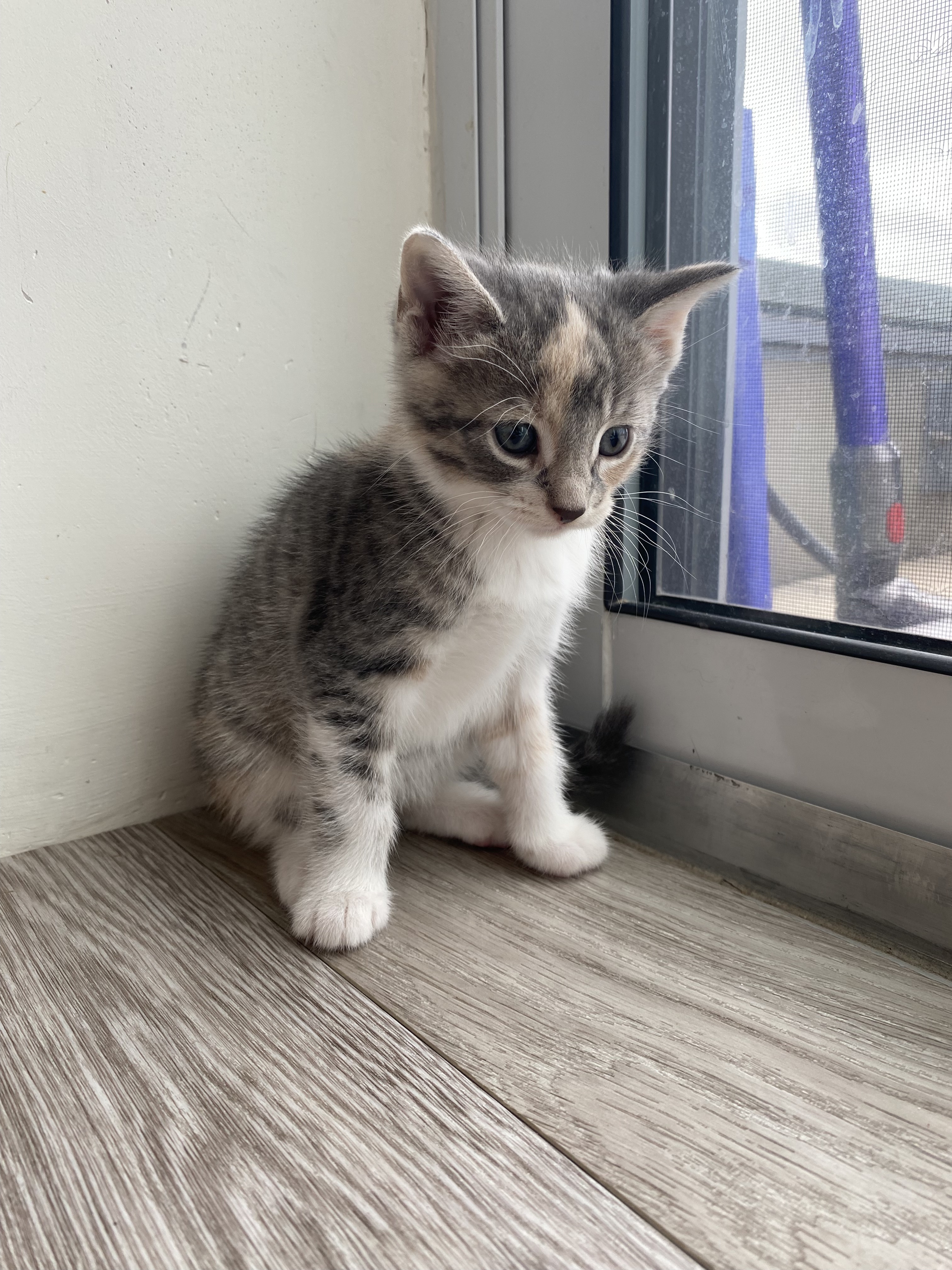 Eloise, a Adopted Domestic Short Hair in North York, ON image 3/6