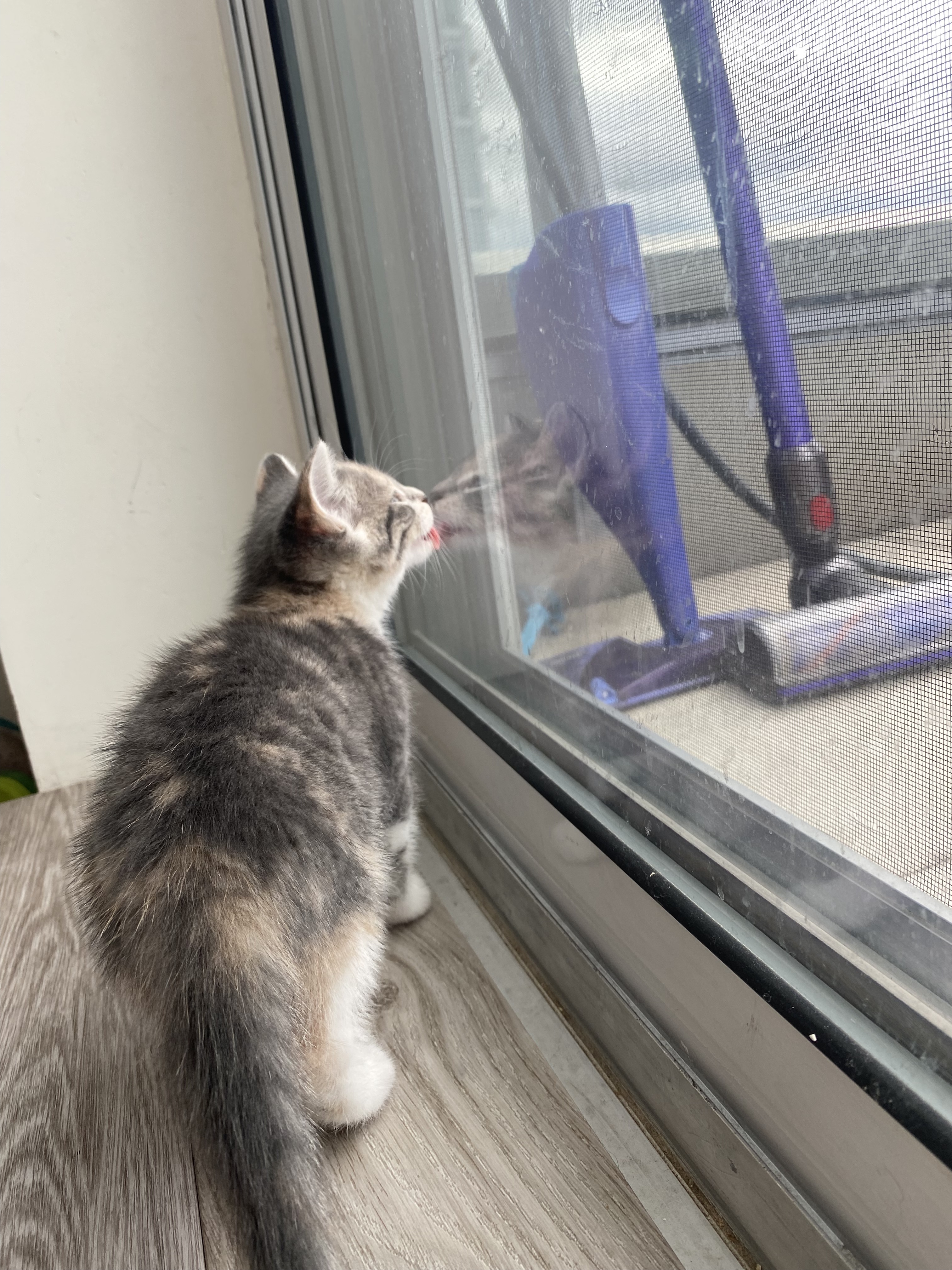 Eloise, a Adopted Domestic Short Hair in North York, ON image 4/6