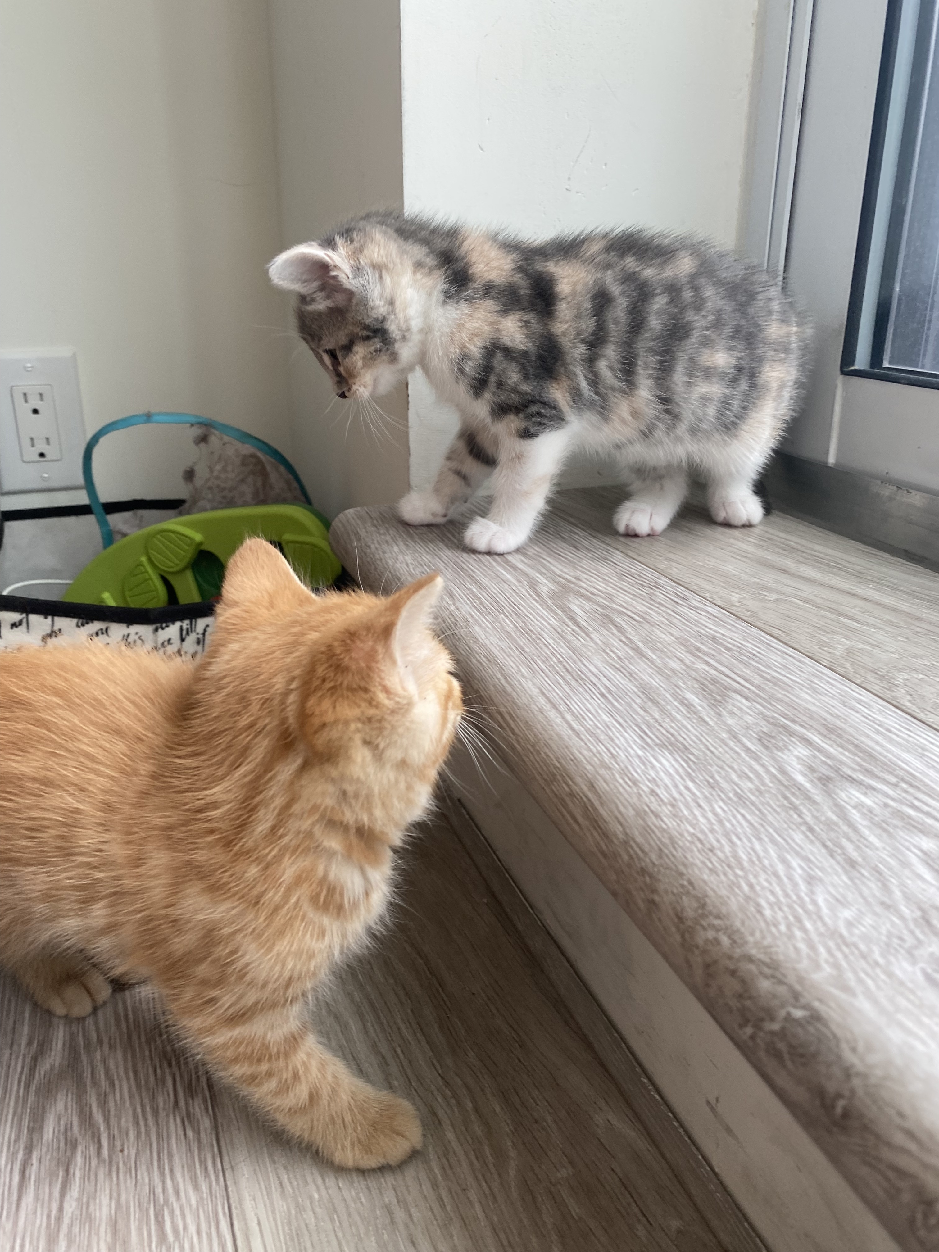 Eloise, a Adopted Domestic Short Hair in North York, ON image 5/6