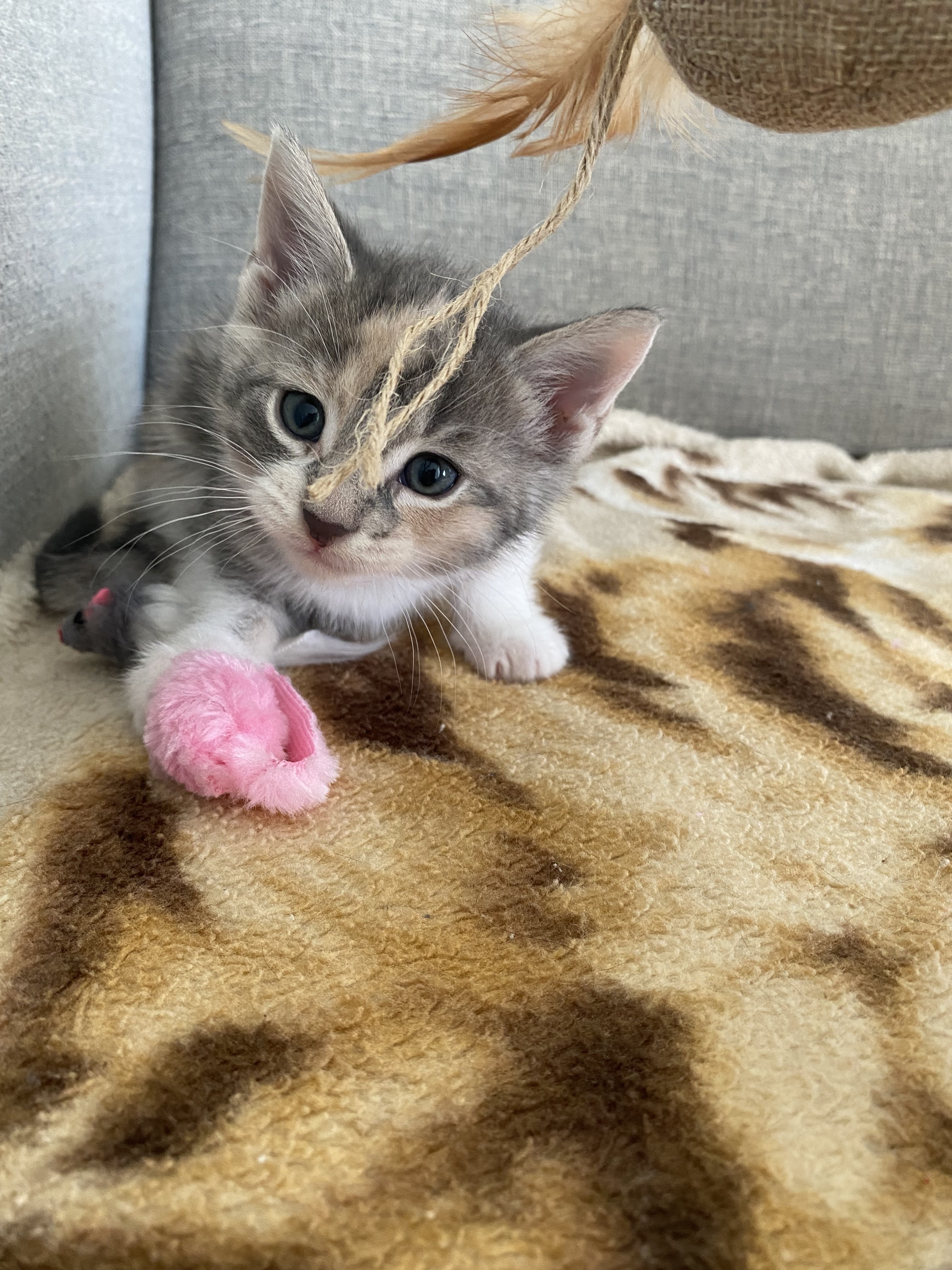 Eloise, a Adopted Domestic Short Hair in North York, ON image 6/6