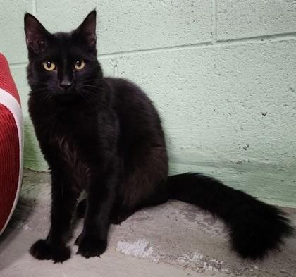 Enlarge Willow, an adopted Domestic Long Hair in Butte, MT image 1/1