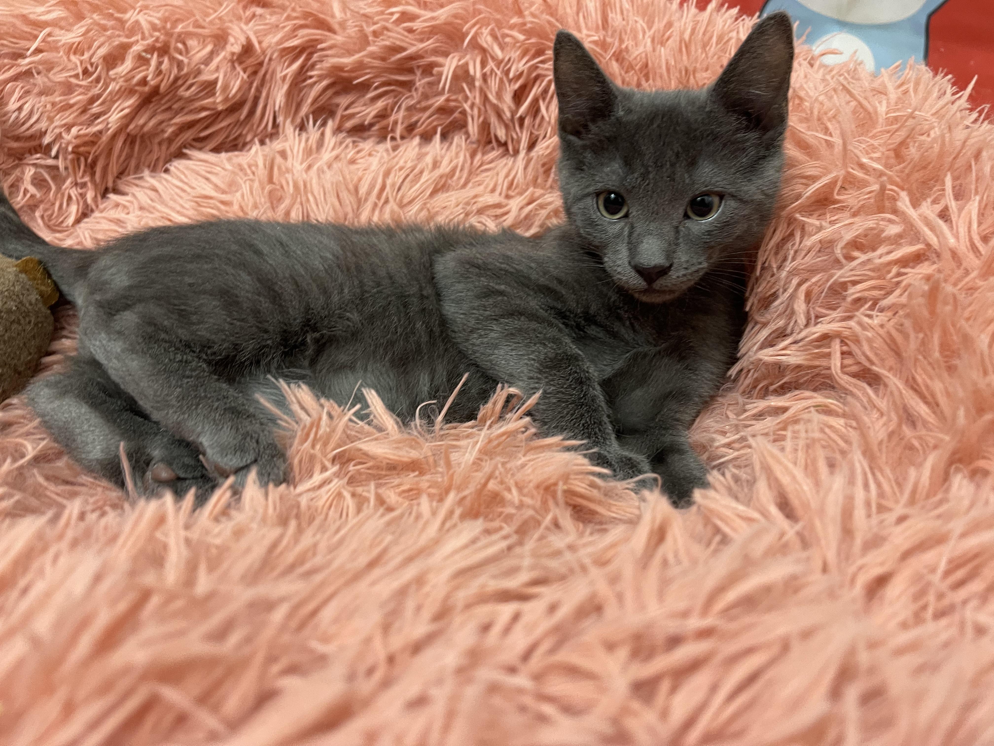 Mango (paired with Kiwi), Baby Male Domestic Short Hair