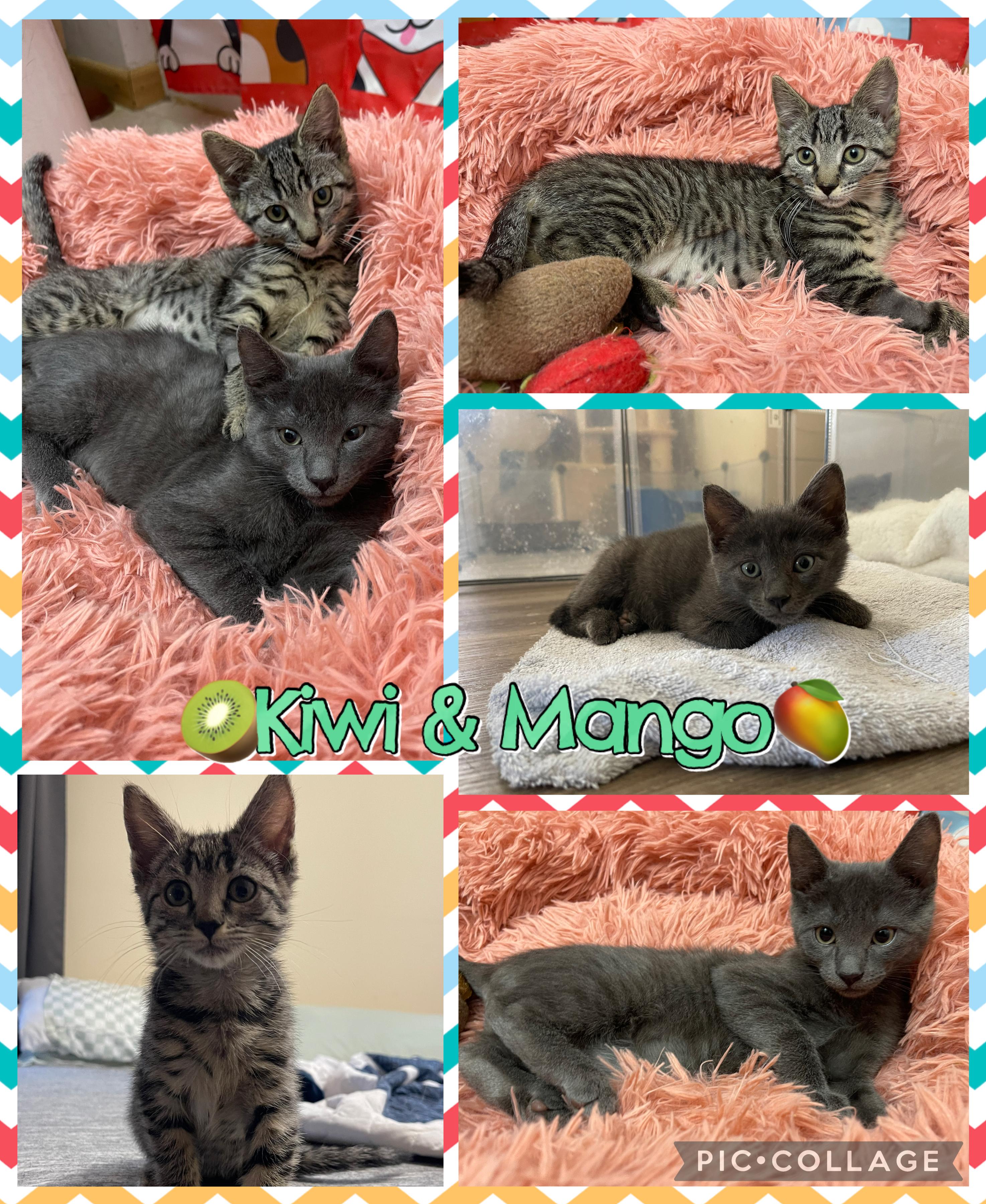 Mango (paired with Kiwi) photo 5