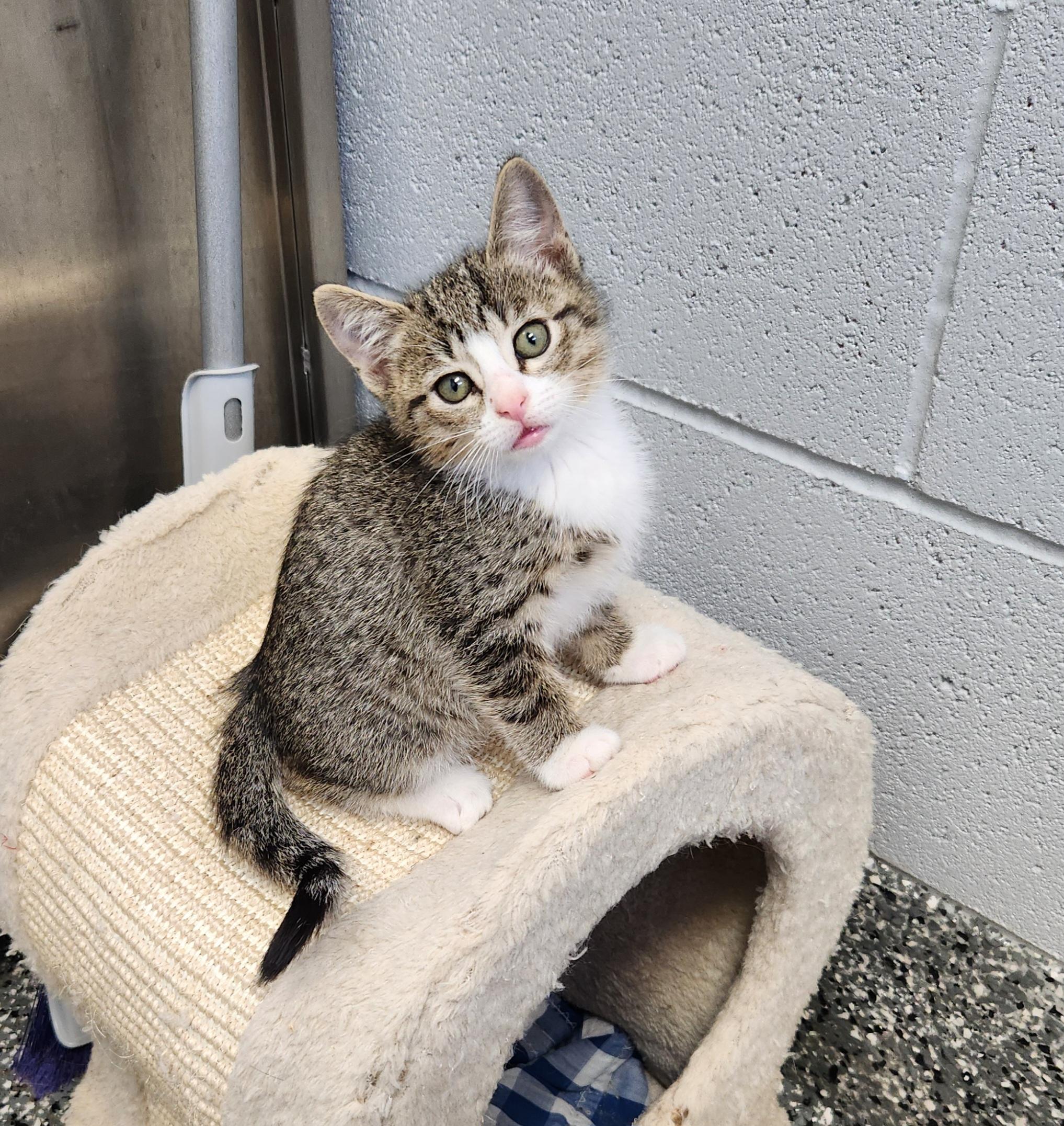 Fable, a ADOPTABLE mixed breed in Siloam Springs, AR image 2/4