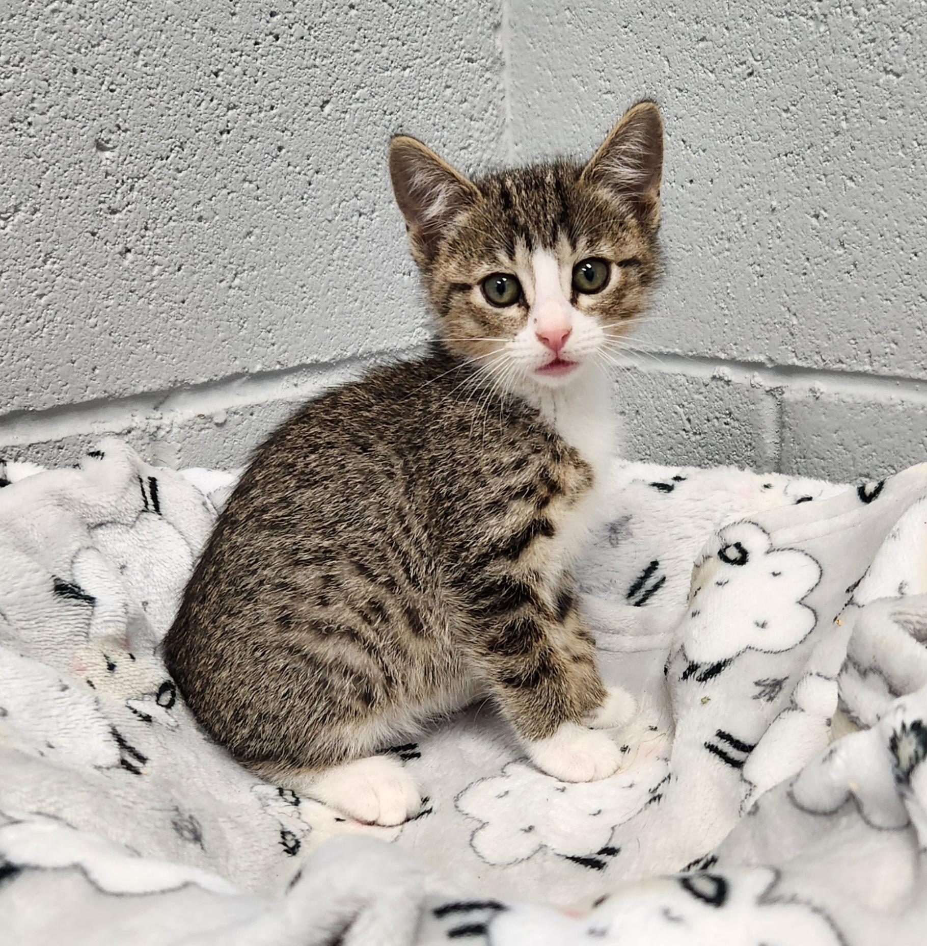Fable, a ADOPTABLE mixed breed in Siloam Springs, AR image 1/4
