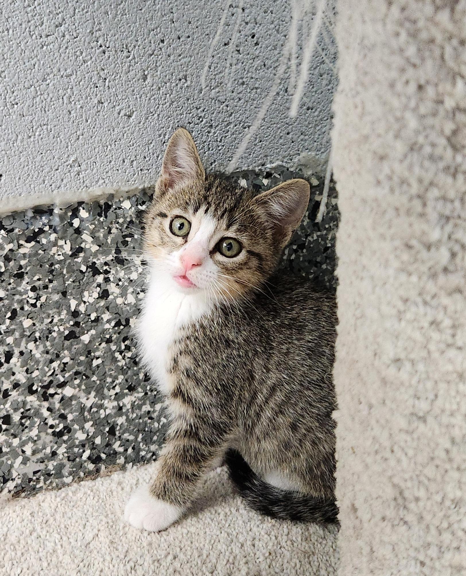 Fable, a ADOPTABLE mixed breed in Siloam Springs, AR image 4/4