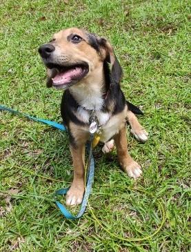 Enlarge Skye - IN FOSTER HOME - AVAILABLE TO ADOPT, a ADOPTABLE mixed breed in Clayton, NC image 3/6