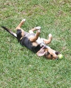 Enlarge Skye - IN FOSTER HOME - AVAILABLE TO ADOPT, a ADOPTABLE mixed breed in Clayton, NC image 5/6