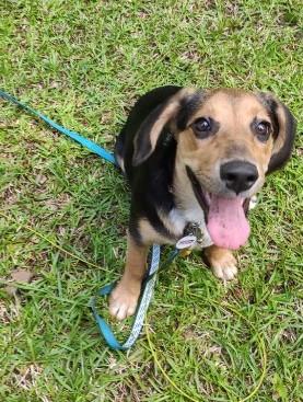 Skye - IN FOSTER HOME - AVAILABLE TO ADOPT, ADOPTABLE, Puppy Female Beagle.
