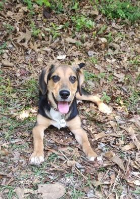 Enlarge Skye - IN FOSTER HOME - AVAILABLE TO ADOPT, a ADOPTABLE mixed breed in Clayton, NC image 2/6