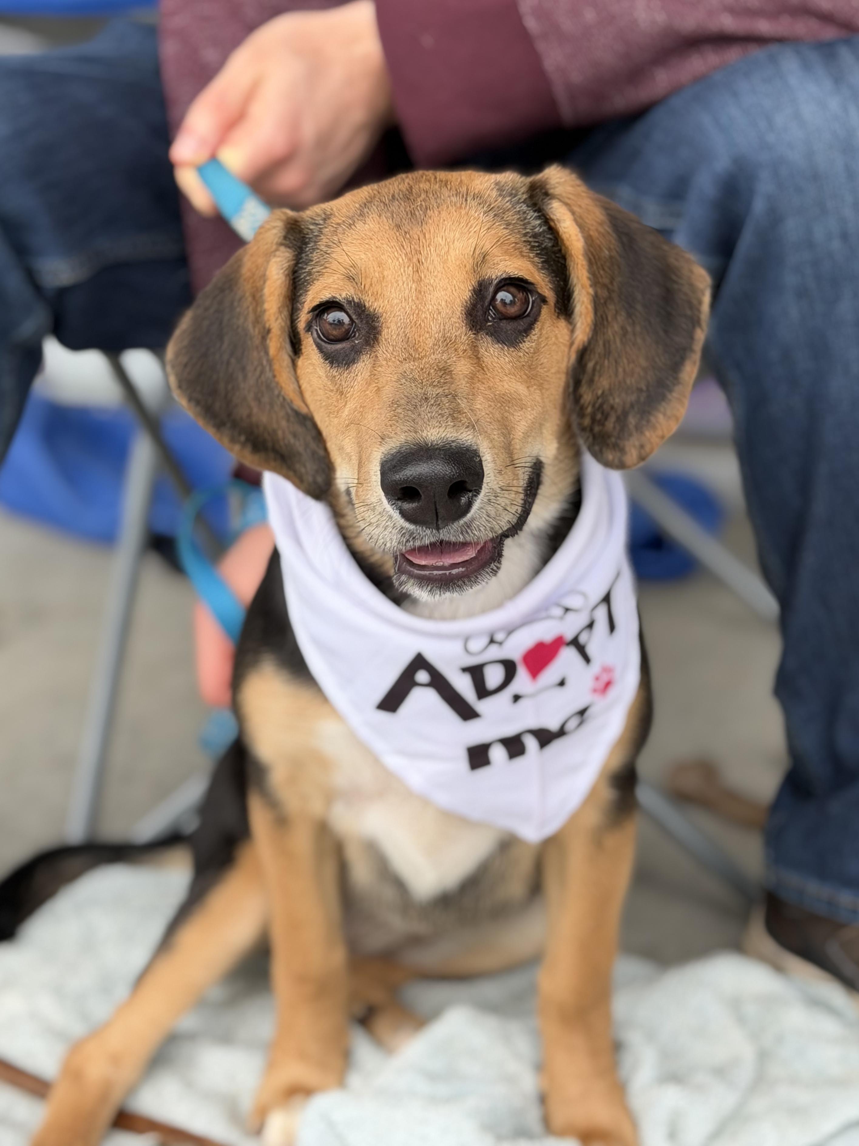 Skye - IN FOSTER HOME - AVAILABLE TO ADOPT, ADOPTABLE, Puppy Female Beagle.