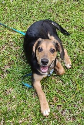 Enlarge Skye - IN FOSTER HOME - AVAILABLE TO ADOPT, a ADOPTABLE mixed breed in Clayton, NC image 4/6