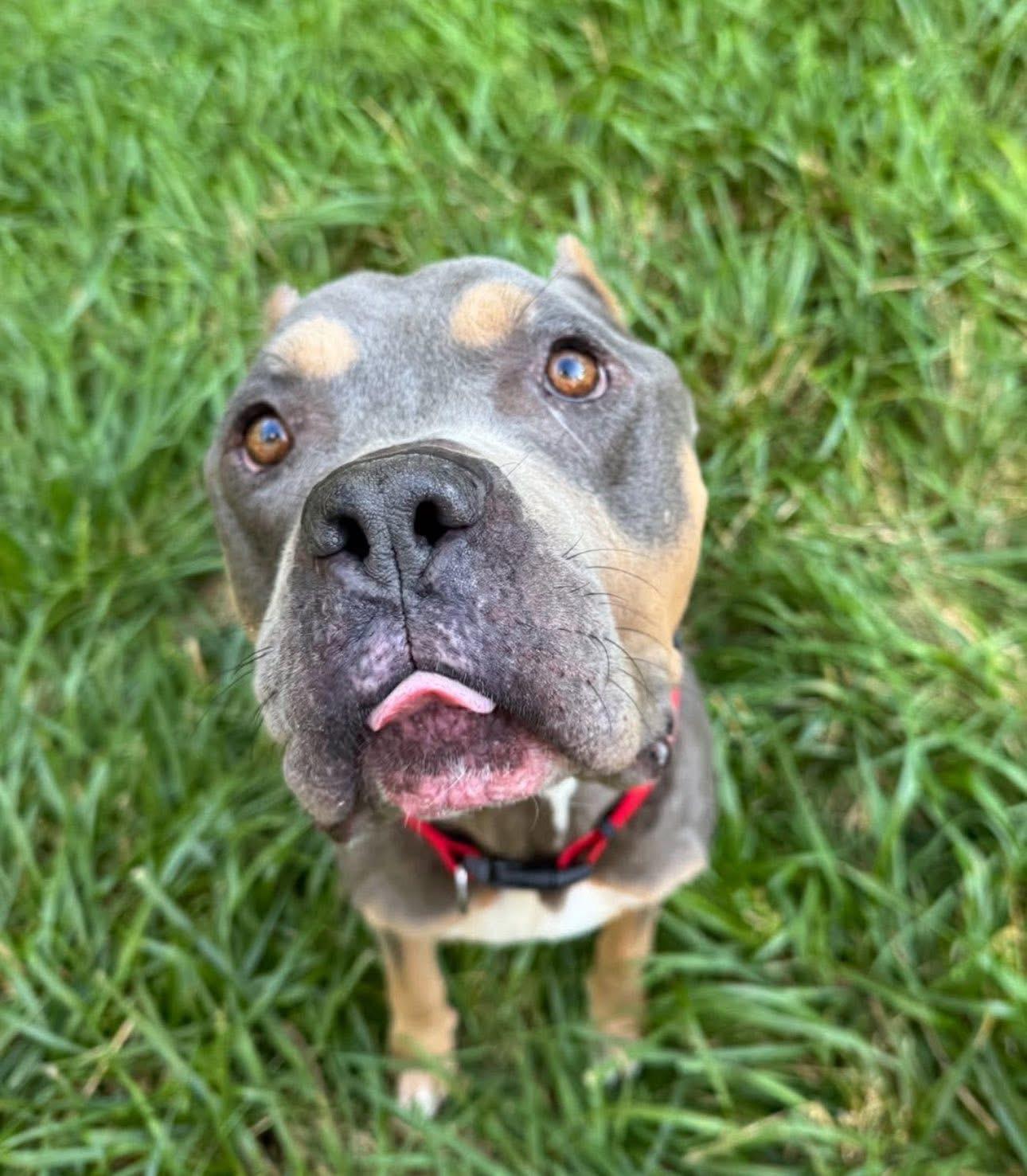 Jax, Adoptable, Adult Male American Bully & Pit Bull Terrier.