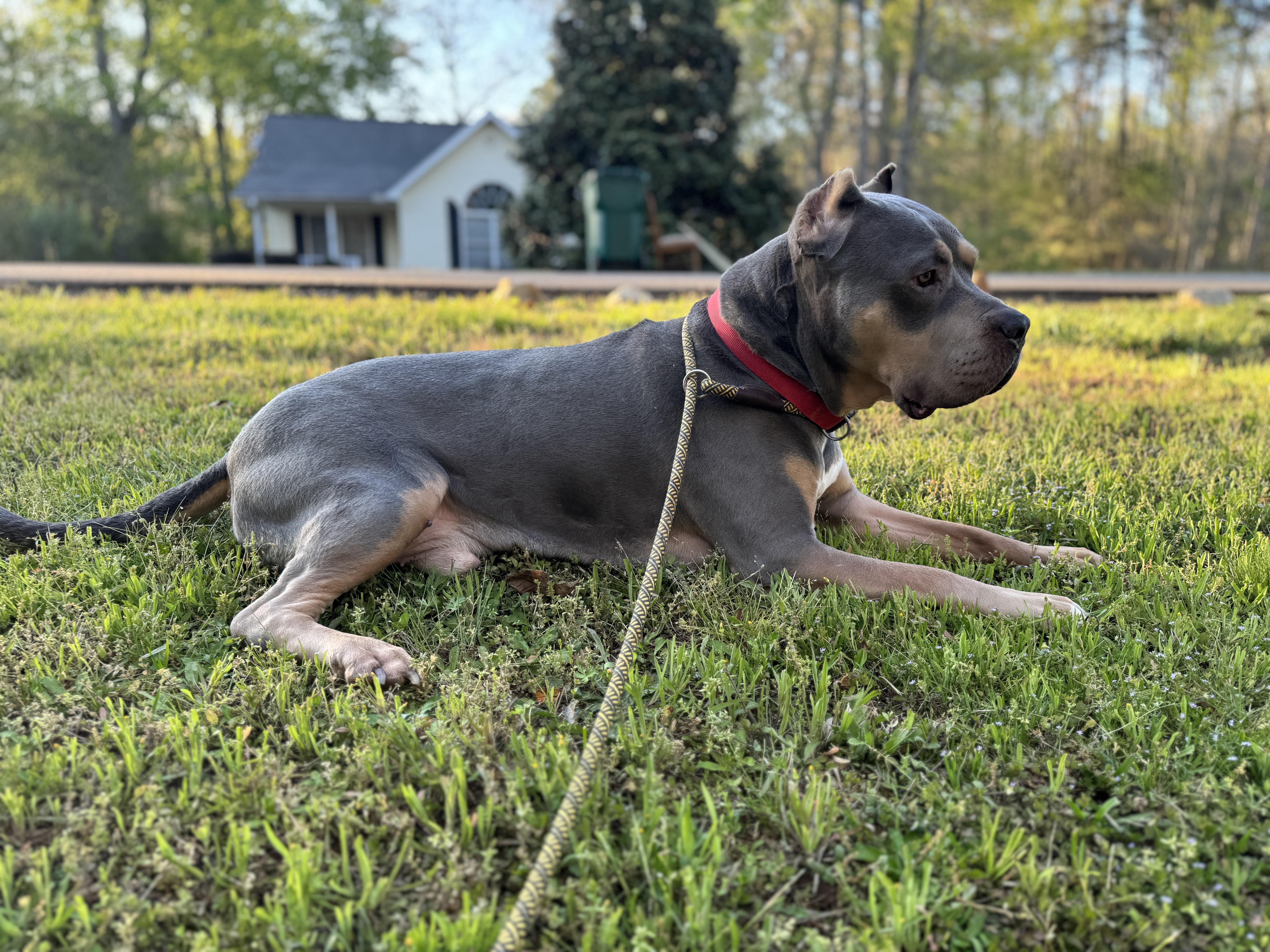 Jax, a Adoptable mixed breed in Gainesville, GA image 6/6