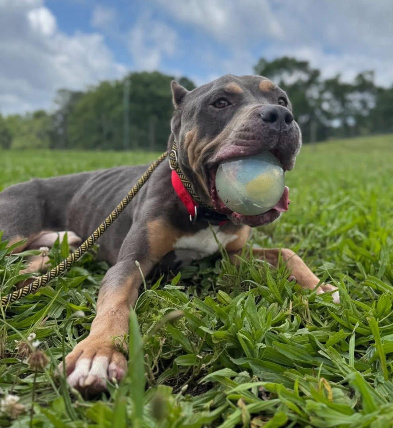 Enlarge Jax, a Adoptable mixed breed in Gainesville, GA image 2/3