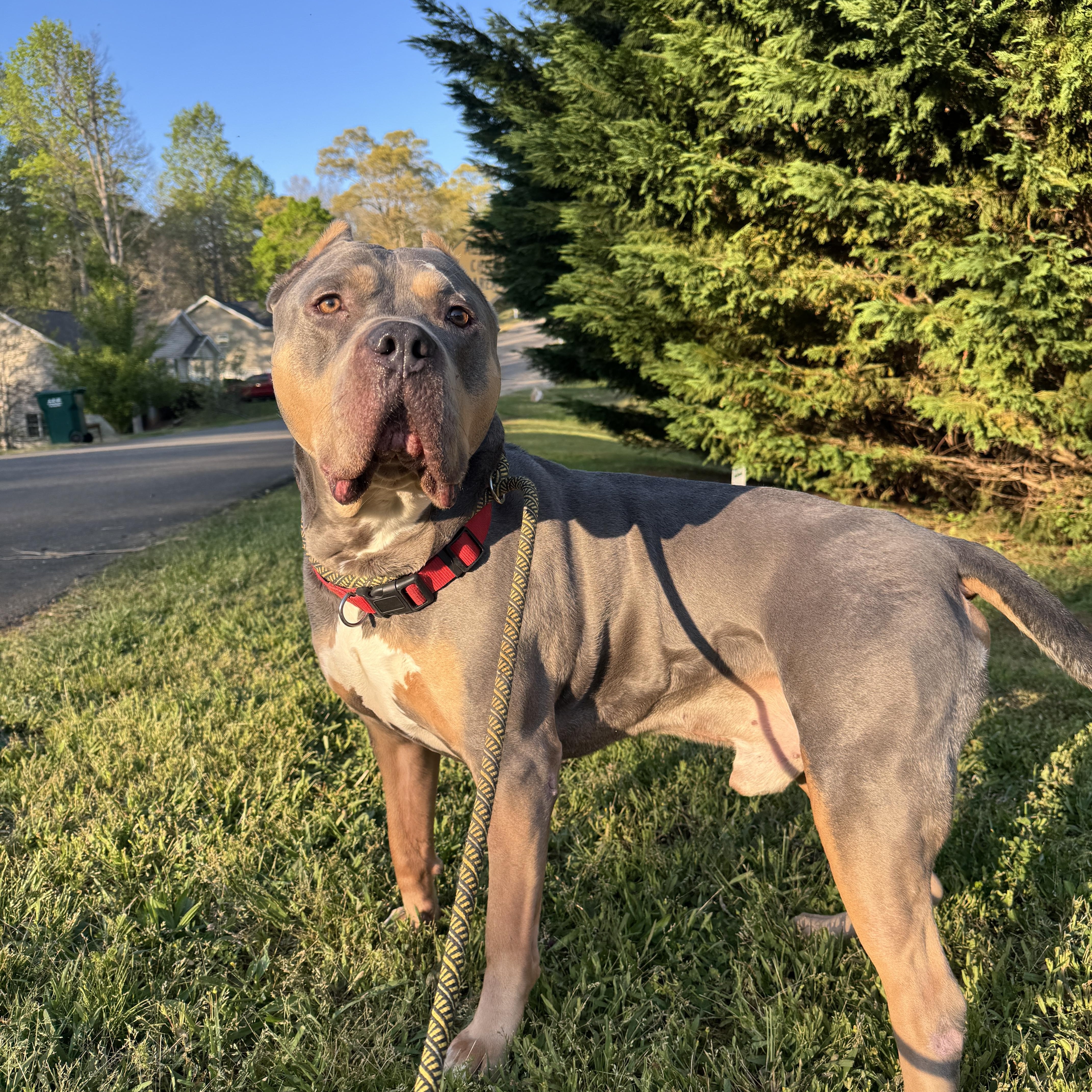 Jax, Adoptable, Adult Male American Bully & Pit Bull Terrier.